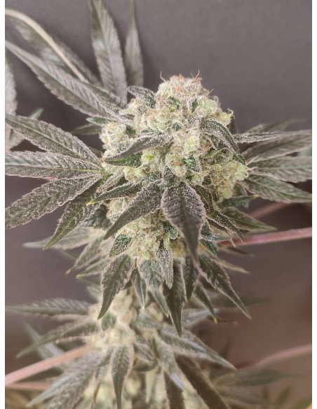 Adventure Mix : Édition Shiskaberry par Spice of Life Seeds