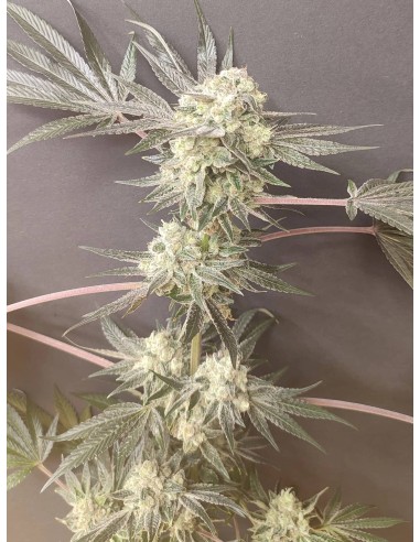 Adventure Mix : Édition Shiskaberry par Spice of Life Seeds