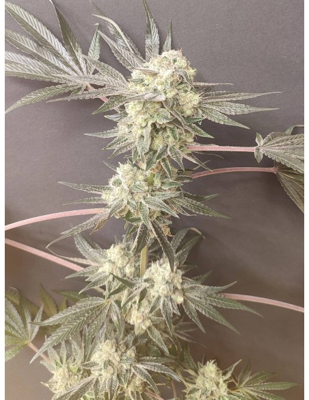 Adventure Mix : Édition Shiskaberry par Spice of Life Seeds