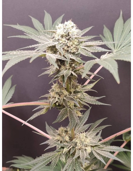 Adventure Mix : Édition Shiskaberry par Spice of Life Seeds