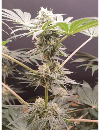 Adventure Mix : Édition Shiskaberry par Spice of Life Seeds