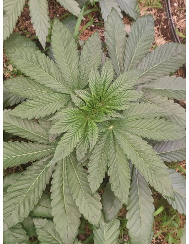 Adventure Mix : Édition Shiskaberry par Spice of Life Seeds