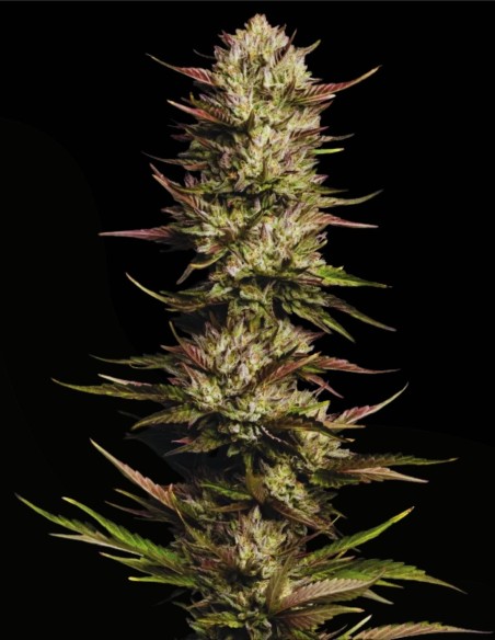 California Octane Triploid (Humboldt Seed Company) ⛽ Exotique