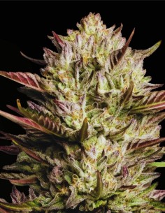 California Octane Triploid (Humboldt Seed Company) ⛽ Exotique 2