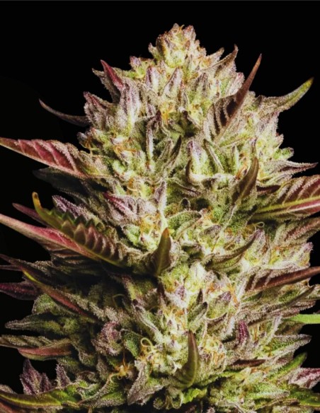 California Octane Triploid (Humboldt Seed Company) ⛽ Exotique