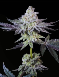 Emerald Envy (Paradise Seeds) 💚 Süße Power