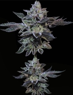 G-Force (Paradise Seeds) ⚖️ Ausgewogener Sativa-Hybrid