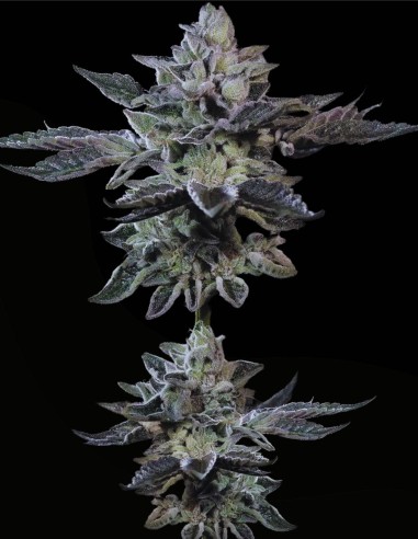 G-Force (Paradise Seeds) ⚖️ Ausgewogener Sativa-Hybrid