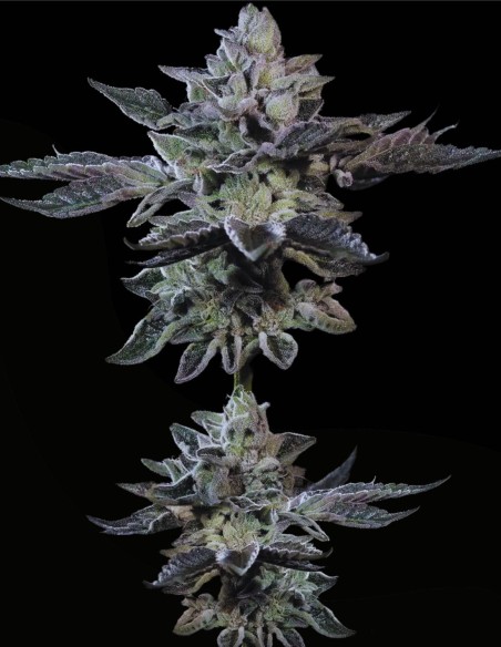 G-Force (Paradise Seeds) ⚖️ Ausgewogener Sativa-Hybrid