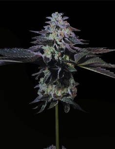 Tropicana Crush (Paradise Seeds) 🍊 Zitrus-Kick