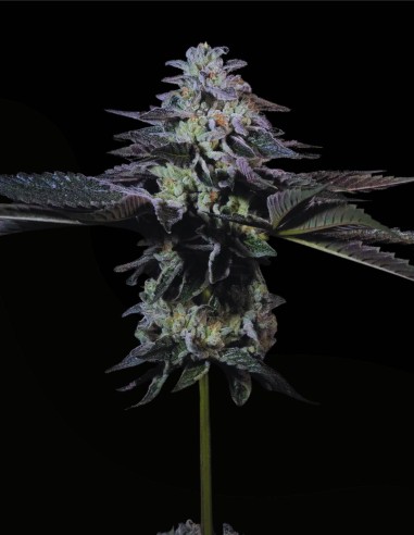 Tropicana Crush (Paradise Seeds) 🍊 Zitrus-Kick