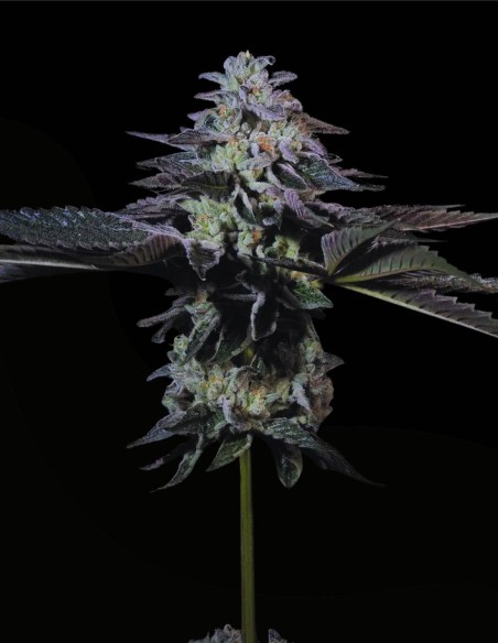 Tropicana Crush (Paradise Seeds) 🍊 Zitrus-Kick