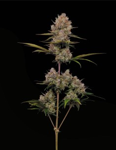 Hella Jelly Auto (Humboldt Seed Company) 🍬 Élan sucré