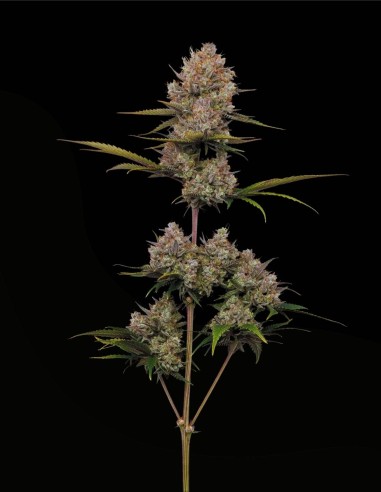 Hella Jelly Auto (Humboldt Seed Company) 🍬 Élan sucré