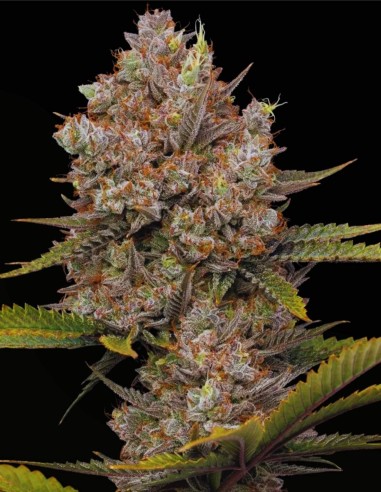 Hella Jelly Auto (Humboldt Seed Company) 🍬 Élan sucré