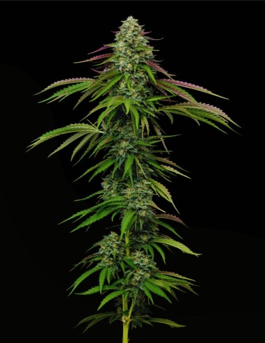 Garlic Budder Auto (Humboldt Seed Company) 🧄 Funk Beurré