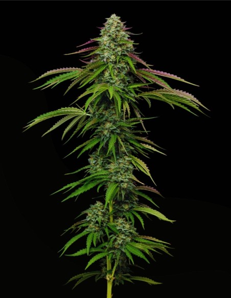 Garlic Budder Auto (Humboldt Seed Company) 🧄 Funk Beurré