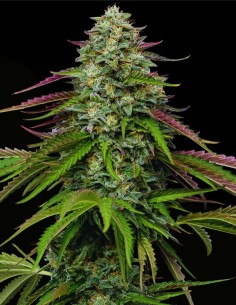 Garlic Budder Auto (Humboldt Seed Company) 🧄 Funk Beurré 2