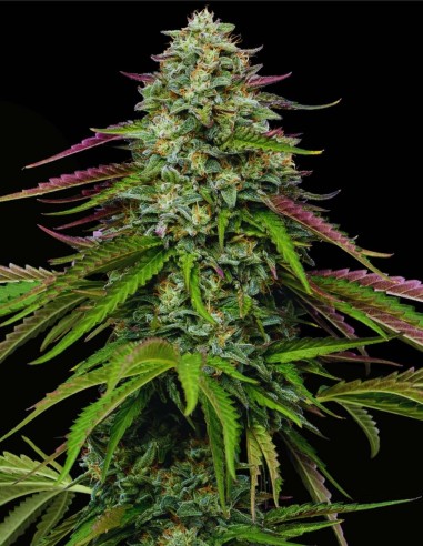 Garlic Budder Auto (Humboldt Seed Company) 🧄 Funk Beurré