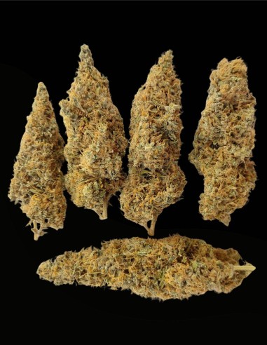 Graines Colossus (Ace Seeds) 💪 Grande Vigueur, Grand Rendement