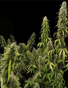 Colossus Seeds (Ace Seeds) 💪 Big Vigor, Big Yield 2