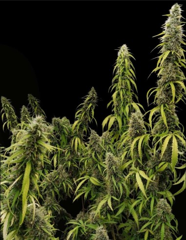 Graines Colossus (Ace Seeds) 💪 Grande Vigueur, Grand Rendement