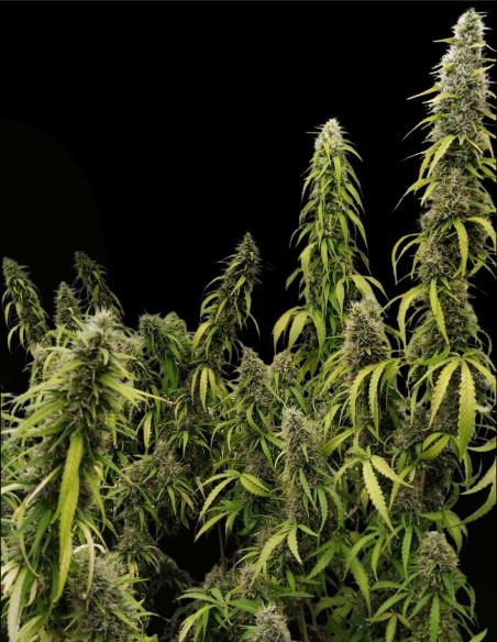 Graines Colossus (Ace Seeds) 💪 Grande Vigueur, Grand Rendement