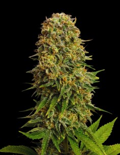 Amnesia Haze Seeds (Bulk Legacy) 🍋 Classic Haze Power