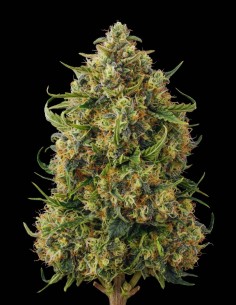 Black Domina Seeds (Bulk Legacy) 🍫 Dark Hash Flavor