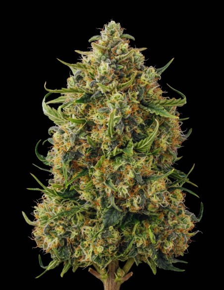 Black Domina Seeds (Bulk Legacy) 🍫 Dark Hash Flavor