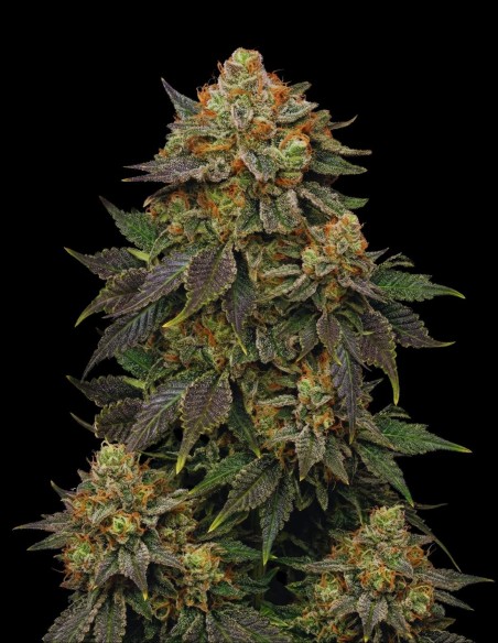 Bubblegum Seeds (Bulk Legacy) 🍬 Sweet Candy Power
