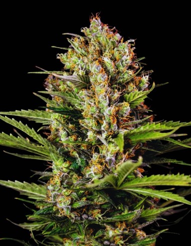 Caramel Samen (Bulk Legacy) 🍬 Süßer Indica-Klassiker