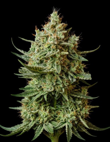 Cheese Samen (Bulk Legacy) 🧀 UK-Funk-Favorit!