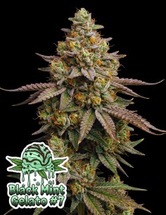 Black Mint Gelato #7 Seeds (Oaseeds Genetics) 🍦 Delicious!