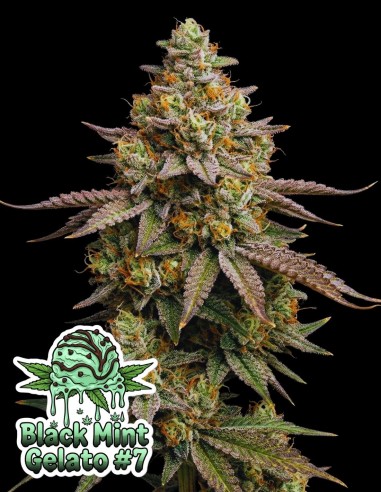 Black Mint Gelato #7 Seeds (Oaseeds Genetics) 🍦 Delicious!