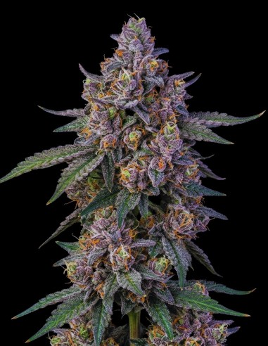 Apples And Bananas Samen (Bulk Legacy) 🍌 Bis zu 30 % THC