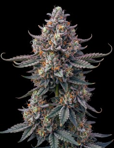 Super Boof Seeds (Bulk Legacy) 🍇 Grape, Orange & 30% THC