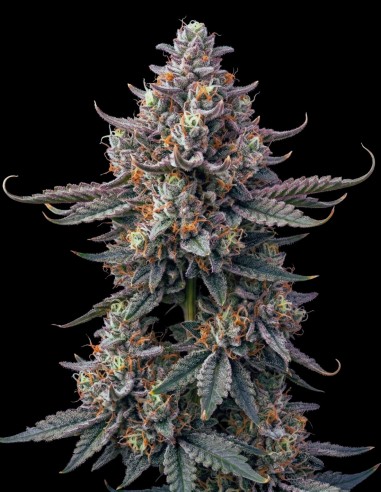 Super Boof Samen (Bulk Legacy) 🍇 Traube, Orange & 30 % THC