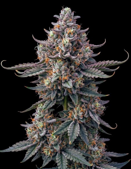 Super Boof Samen (Bulk Legacy) 🍇 Traube, Orange & 30 % THC