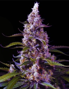 Banana Cream Cake XL Auto (Sweet Seeds) 🍌 Sweet Flavor Power