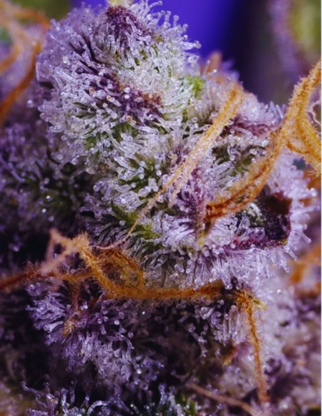 Banana Cream Cake XL Auto (Sweet Seeds) 🍌 Süße Geschmackspower