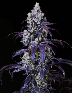 Tropicanna Cherry XL Auto (Sweet Seeds) 🍒 Exotic Auto