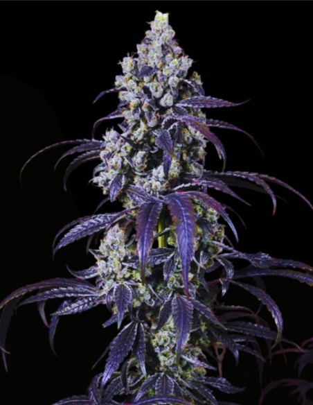 Tropicanna Cherry XL Auto (Sweet Seeds) 🍒 Exotische Auto