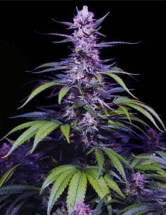 Permanent Marker XL Auto (Sweet Seeds) 🍬 Candy Diesel Flavor