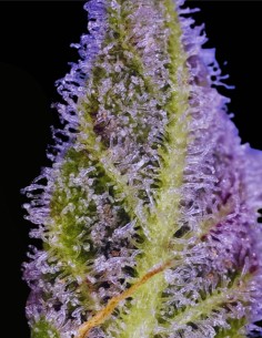 Permanent Marker XL Auto (Sweet Seeds) 🍬 Candy Diesel Flavor 2