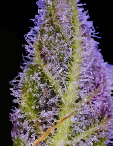 Permanent Marker XL Auto (Sweet Seeds) 🍬 Candy-Diesel-Geschmack