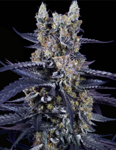 Super Boof XL Auto (Sweet Seeds) 🧪 Harz-Biest