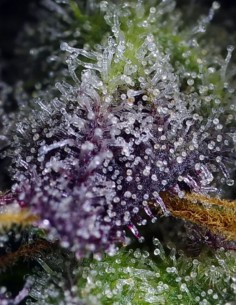 Super Boof XL Auto (Sweet Seeds) 🧪 Resin Beast 2