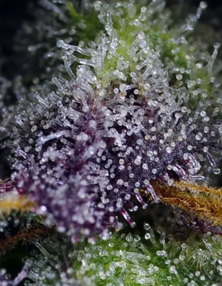 Super Boof XL Auto (Sweet Seeds) 🧪 Harz-Biest