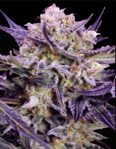 Pink Guava F1 Fast Version (Sweet Seeds) ⚖️ Balanced Hybrid Buzz